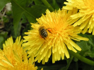 Nahaufnahme einer Biene auf einem Löwenzahn mit Pollenhöschen von hinen