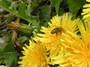 Nahaufnahme einer Biene auf einem Löwenzahn mit Pollenhöschen von der Seite