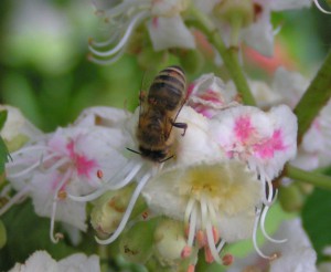 Biene beim Nektarsammeln an eine Kastanienblüte mit Pollen am Körper