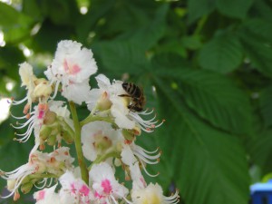 Biene beim Nektarsammeln in einer Kastanienblüte